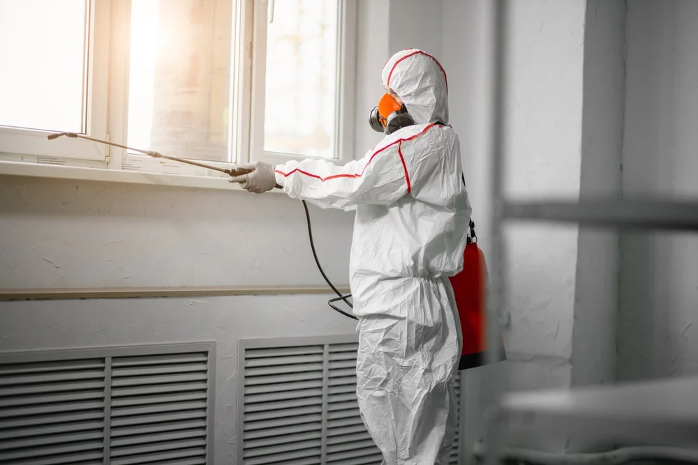 Professional mold remediation services in Woodville, AL
